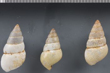 Media type: image;   Malacology 240824 Description: Dry shell;  Aspect: DOR